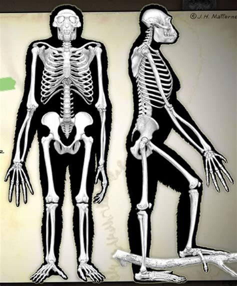 ardipithecus skeleton